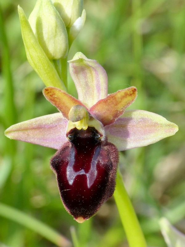 Prima fioritura di orchidee a Palena nel Parco Nazionale della Majella - maggio 2022.